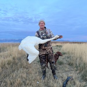 Swan Duck Hunt Utah