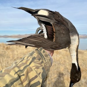 Pintail Drake Duck Hunt Utah