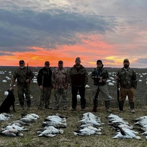 Snow Geese Hunt