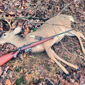 Whitetail Deer Hunt