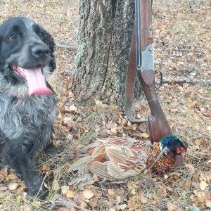 Picardy Spaniel