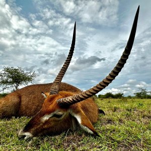 Defassa Waterbuck Hunt Uganda