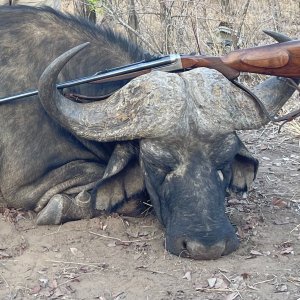 Media 'Buffalo Hunt Zimbabwe' in category 'Hunting Africa'