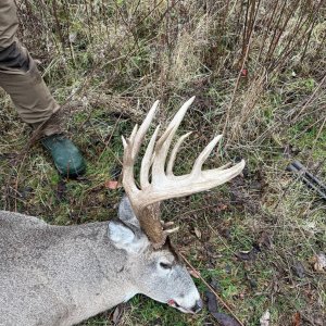 Whitetail Hunt Illinois