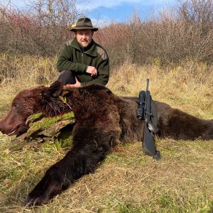 Brown Bear Hunt Romania