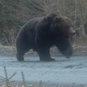 Brown Bear Trail Camera Romania