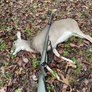 Whitetail Doe Hunt