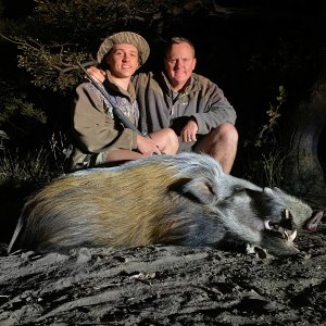 Bushpig Hunting Limpopo South Africa