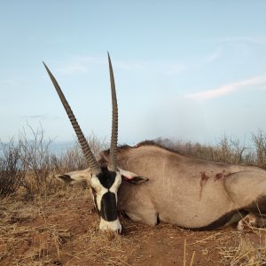 Gemsbok hunting