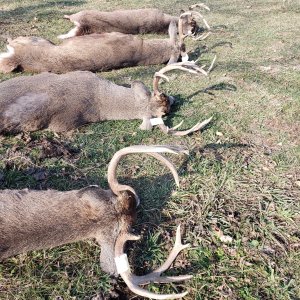 Whitetail Deer Hunting Iowa