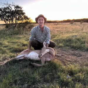 Whitetail Deer Hunt Texas