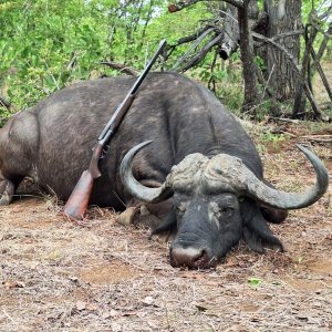 Media 'Cape Buffalo Hunting' in category 'Hunting Africa'