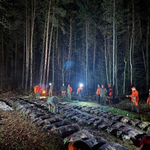 Driven Boar Hunt Czech Republic