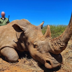 White Rhino Hunt South Africa