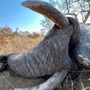 Elephant Hunt Botswana