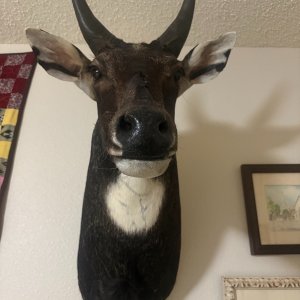 Nilgai Shoulder Mount Taxidermy