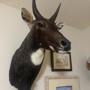 Nilgai Shoulder Mount Taxidermy