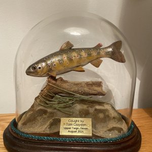 Brown Trout Carved Replica Trophy