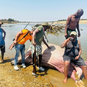 Hippo Hunt Zambia