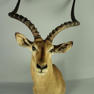 Impala Shoulder Mount Taxidermy