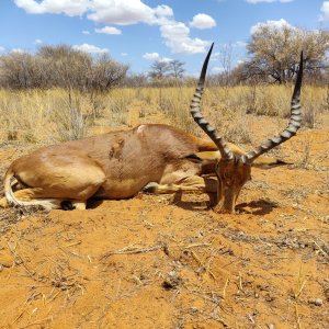 Impala hunting Namibia