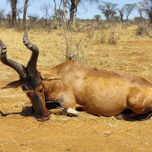 Red Hartebeest Hunting Namibia