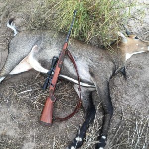 Hunting Nilgai Texas