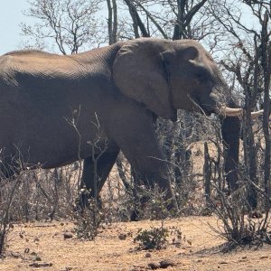 Elephant Mozambique