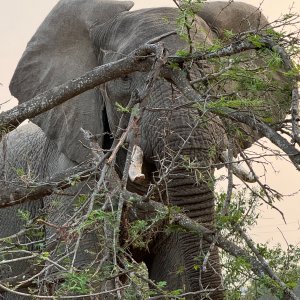 Elephant Mozambique