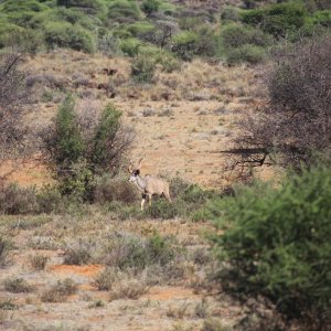 Kudu Limpopo South Africa