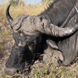 Buffalo Hunt Namibia