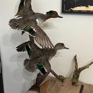 Green Wing Teal Ducks