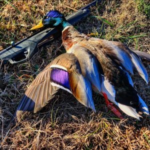 Mallard Duck Hunt Texas