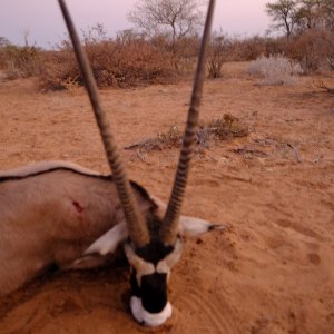 Gemsbok Hunt Botswana