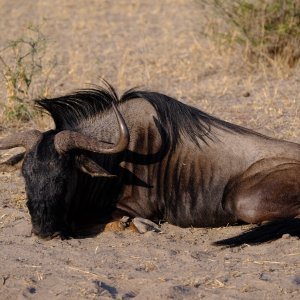 Blue Wildebeest Hunt Botswana