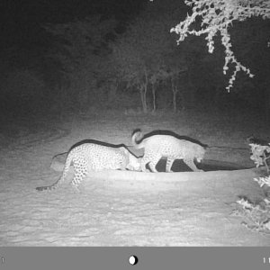 Leopards Trail Camera Molopo, Kalahari