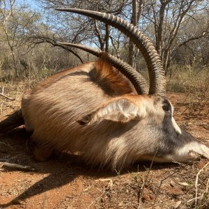 31 Inch Roan Hunt South Africa