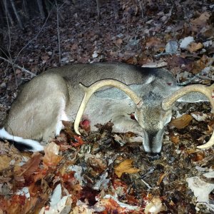 Whitetail Deer Hunt