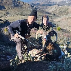 Mouflon Sheep Hunt Spain