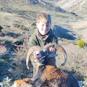 Mouflon Sheep Hunt Spain