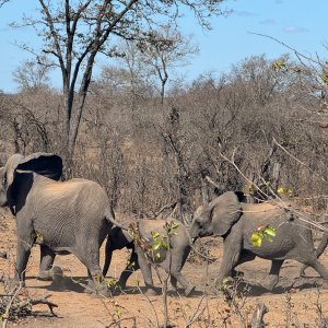 Elephant Herd Mozambique