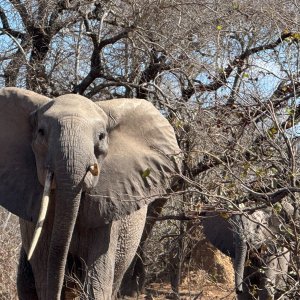 Media 'Elephant Mozambique' in category 'Nature & Wildlife Africa'