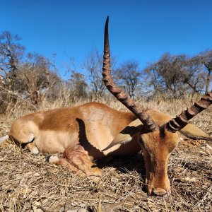 Impala Hunt Mozambique