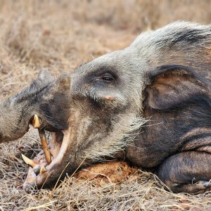 Bushpig Hunt Mozambique