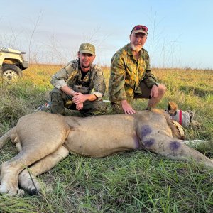 Lion Dart Hunt Mozambique