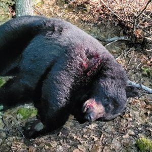 Media 'Black Bear Hunt' in category 'Hunting Worldwide'