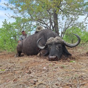 Buffalo Hunt South Africa