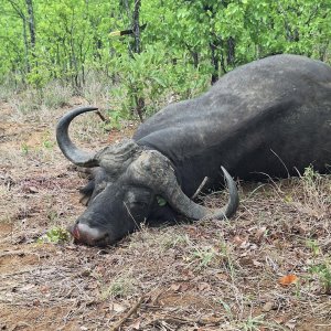 Buffalo Hunt South Africa