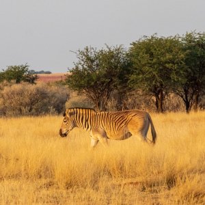 Quagga South Africa