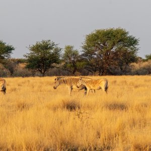 Quagga South Africa